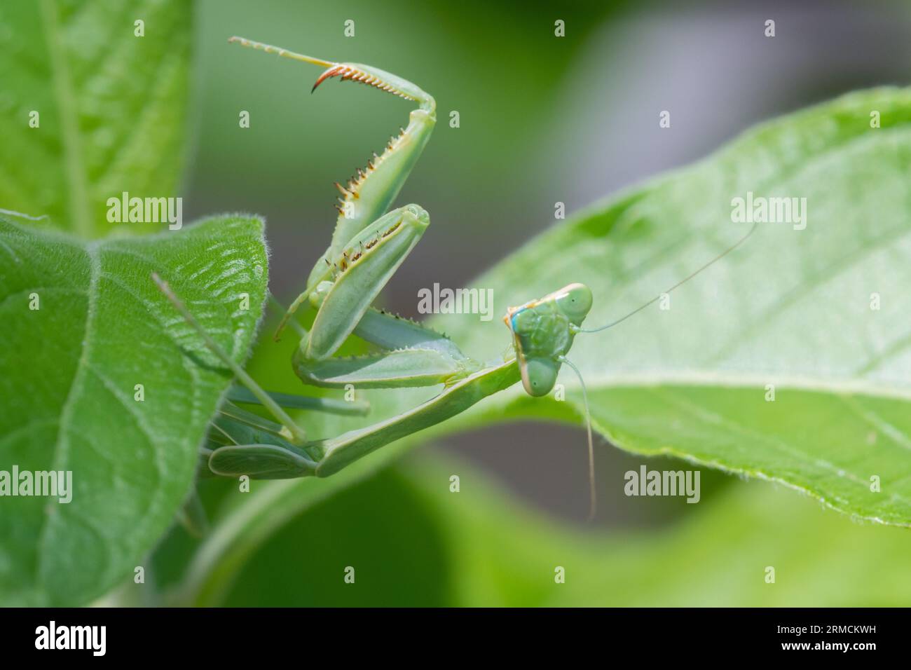 Arizona Praying Mantis (Stagmomantis limbata) nymph Stock Photo Alamy