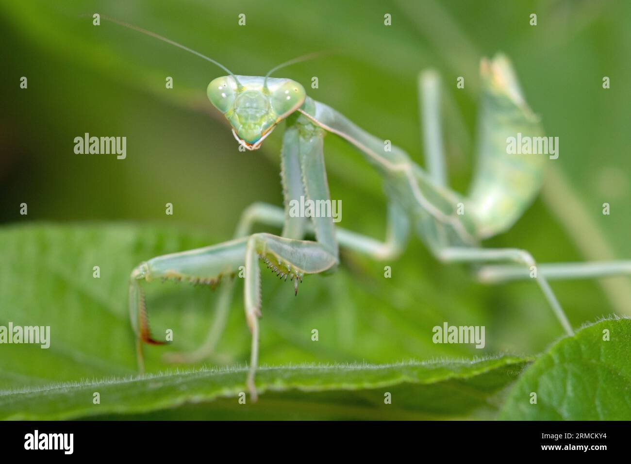Arizona Praying Mantis (Stagmomantis limbata) nymph Stock Photo Alamy