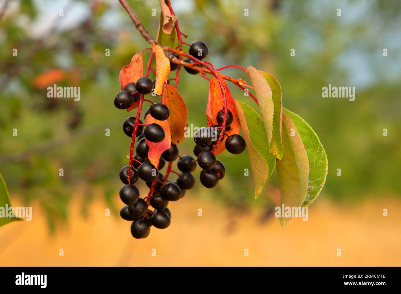 Chokecherries along Kenai Nature Trail, Lee Metcalf National Wildlife Refuge, Montana Stock Photo