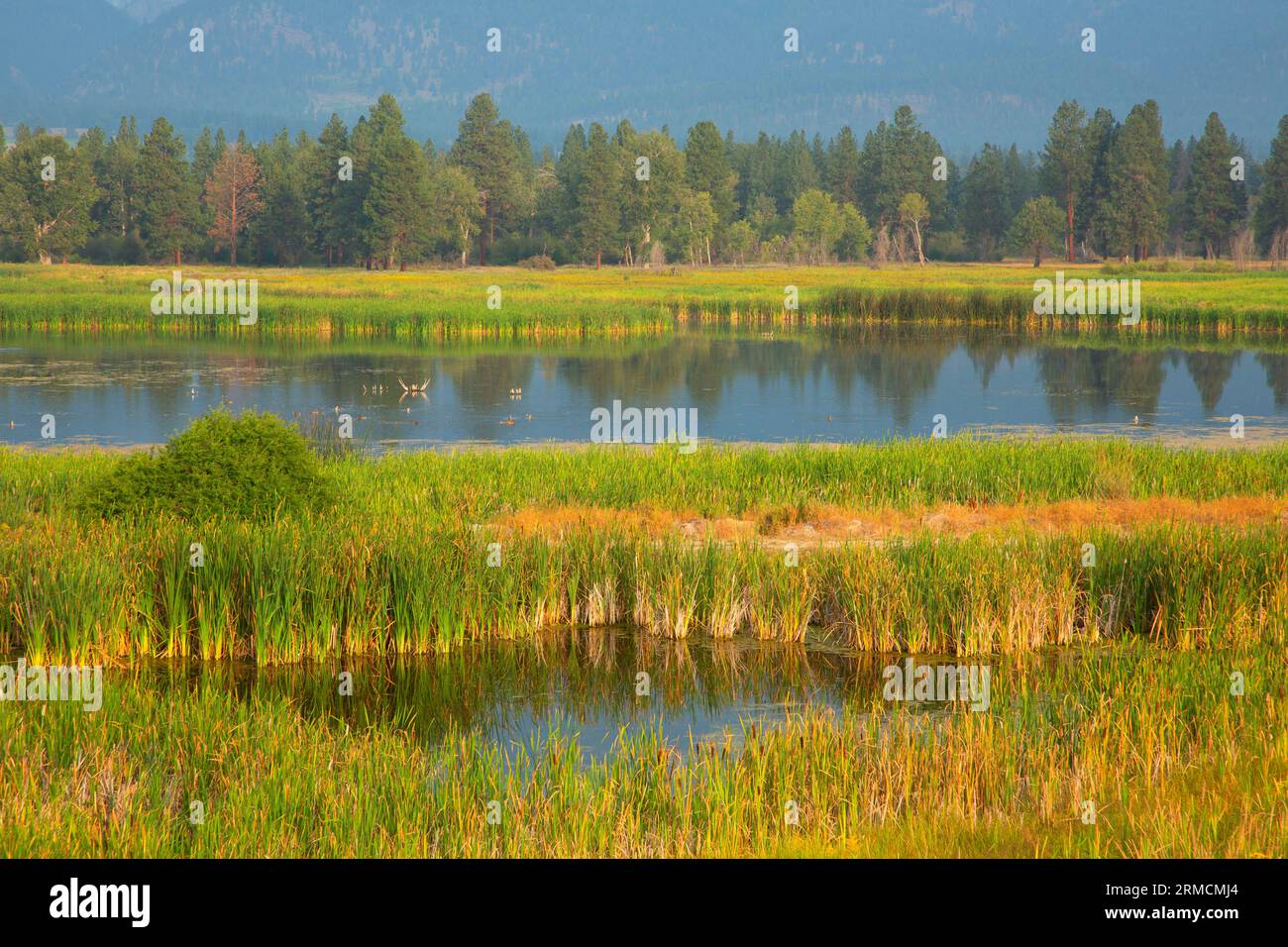 Marsh along Kenai Nature Trail, Lee Metcalf National Wildlife Refuge, Montana Stock Photo