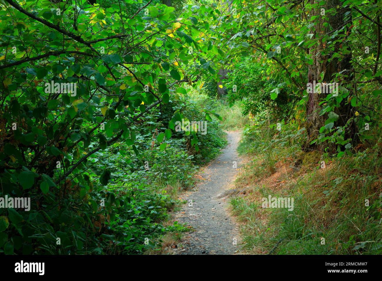 Hiking trail, Darrow Bar Access, Willamette River Greenway, Oregon Stock Photo