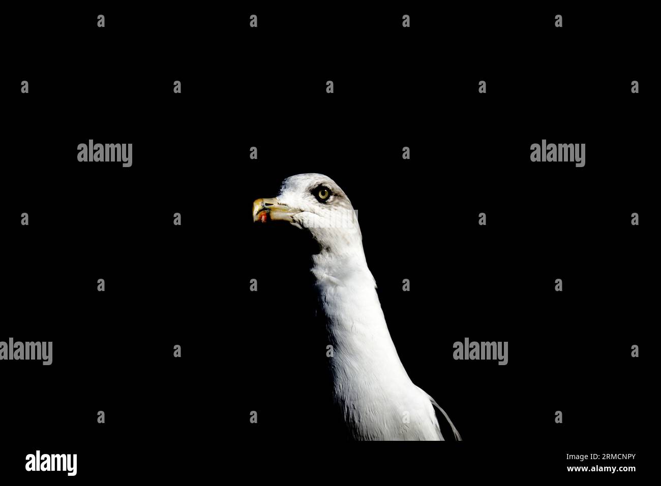 Seagull half in a shade Stock Photo