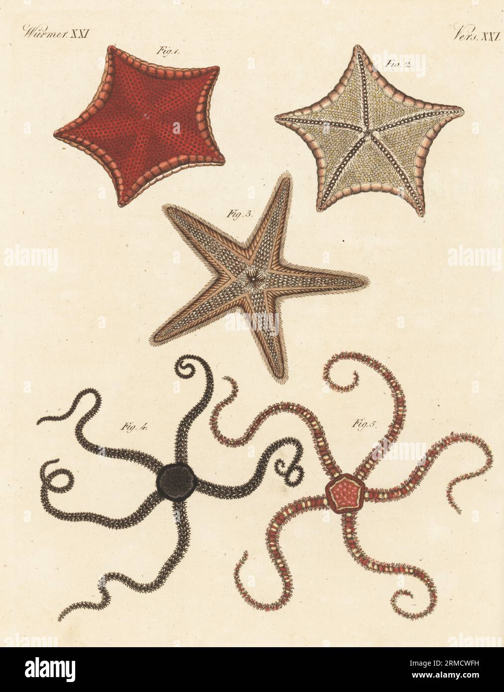 Cushion star, Ceramaster granularis 1,2, red comb star, Astropecten aranciacus 3, black brittle star, Ophiocomina nigra 4, and crevice brittle star, Ophiopholis aculeata 5. Handcoloured copperplate engraving from Carl Bertuch's Bilderbuch fur Kinder (Picture Book for Children), Weimar, 1815. A 12-volume encyclopedia for children illustrated with almost 1,200 engraved plates on natural history, science, costume, mythology, etc., published from 1790-1830. Stock Photo