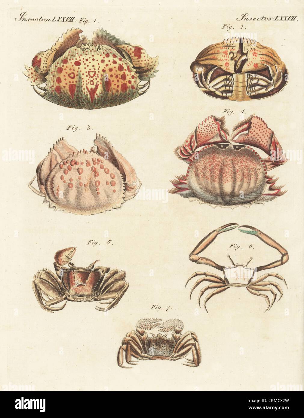 Smooth box crab, Calappa calappa 1,2, shame-faced crab or box crab, Calappa granulata 3, Calappa lophos 4, tufted ghost crab, Ocypode cursor 5, angular crab, Goneplax rhomboides 6, and Cancer albicans 7. Handcoloured copperplate engraving from Carl Bertuch's Bilderbuch fur Kinder (Picture Book for Children), Weimar, 1815. A 12-volume encyclopedia for children illustrated with almost 1,200 engraved plates on natural history, science, costume, mythology, etc., published from 1790-1830. Stock Photo