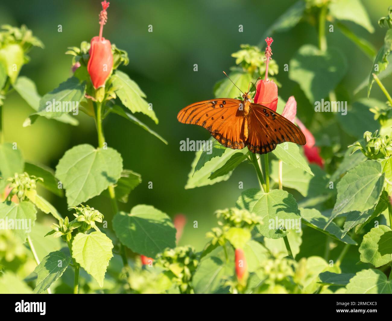Orange Gulf fritillary getting nectar from a red Turk's Cap flower. Photographed with a shallow depth of field in Texas. Stock Photo