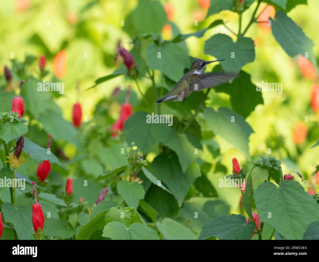 Female Ruby-throated hummingbird hovering around blooming Turk's cap plants. Photographed with a shallow depth of field in Texas. Stock Photo