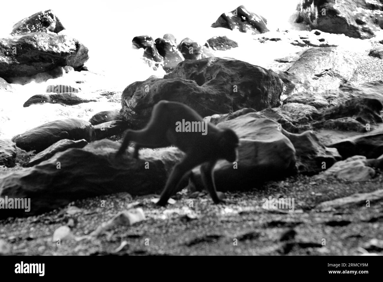 Indicator species of climate change Black and White Stock Photos