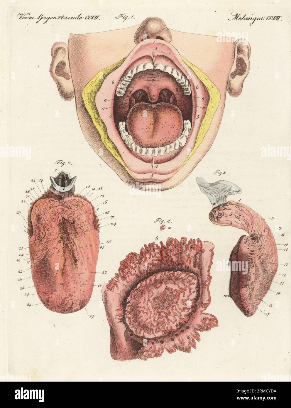 Anatomy of the human sense of taste. Mouth cavity with lips, palate, teeth, uvula, tongue 1, tongue and epiglottis 2, right side of the tongue 3, and taste bud magnified 4. Der Geschmack, le gout. Handcoloured copperplate engraving from Carl Bertuch's Bilderbuch fur Kinder (Picture Book for Children), Weimar, 1815. A 12-volume encyclopedia for children illustrated with almost 1,200 engraved plates on natural history, science, costume, mythology, etc., published from 1790-1830. Stock Photo