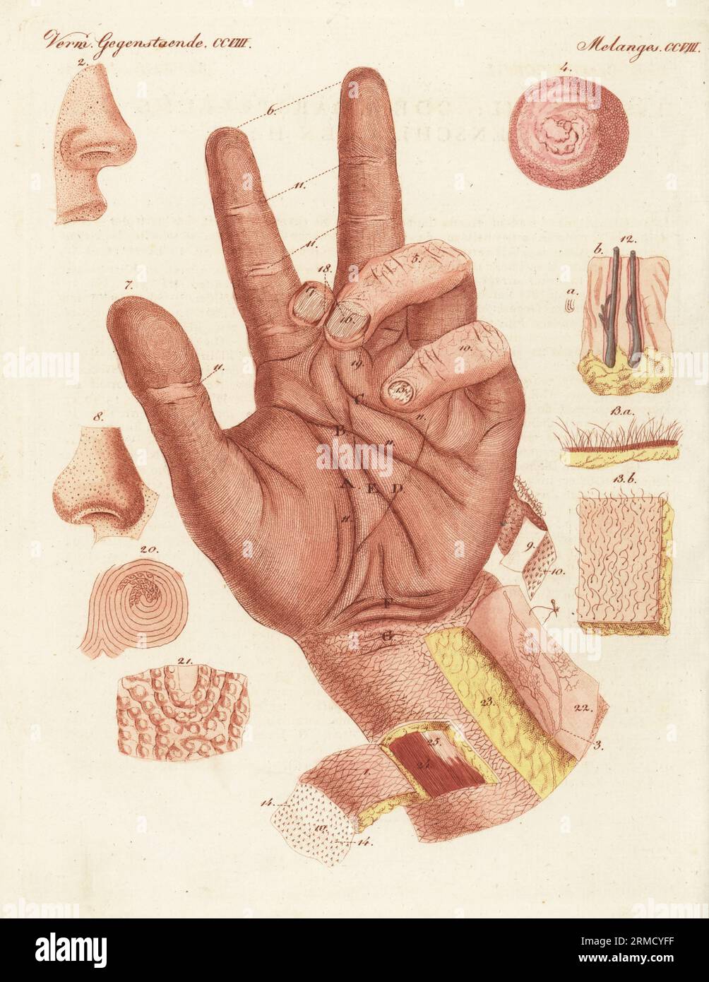 Anatomy of the sense of touch in human skin. Le tact, ou representation de la peau humaine. Skin pores 1,2, lymph vessels 3, nerves 4-7, fatty glands 8, epidermis 9-10, hair follicles 12,13, dermis 19, fingerprint 20. Handcoloured copperplate engraving from Carl Bertuch's Bilderbuch fur Kinder (Picture Book for Children), Weimar, 1815. A 12-volume encyclopedia for children illustrated with almost 1,200 engraved plates on natural history, science, costume, mythology, etc., published from 1790-1830. Stock Photo