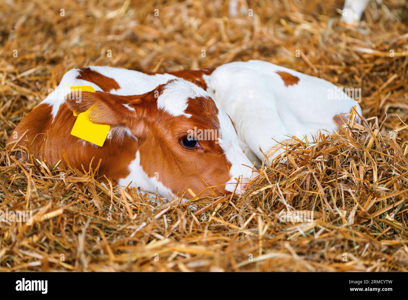 Close cute young calf lies in straw. calf lying inside dairy farm in ...