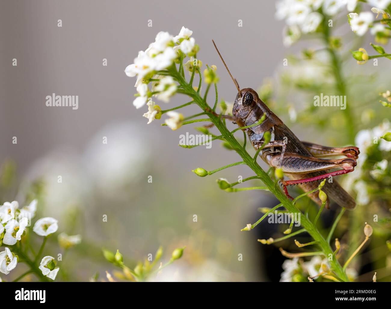 Closeup of a brown grasshopper on the white flower. Selected focus. Stock Photo
