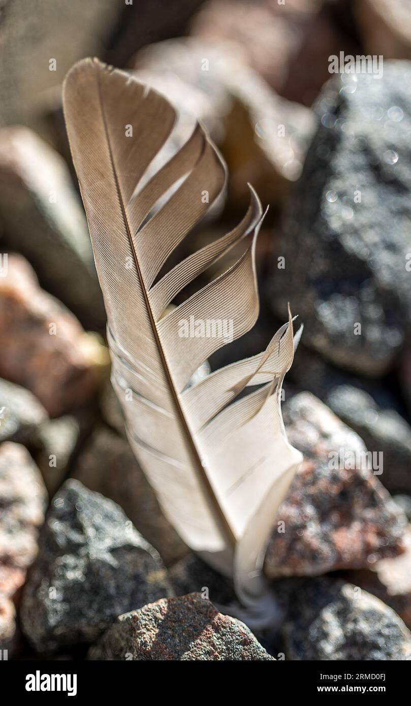 Closeup of a dark pigeon feather among the rough pebbles. Selected focus Stock Photo
