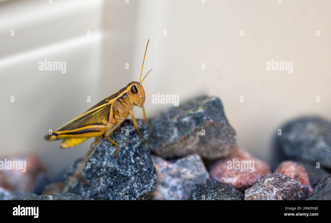 Closeup of a brown grasshopper sitting on black and red pebbles. Selected focus. Stock Photo
