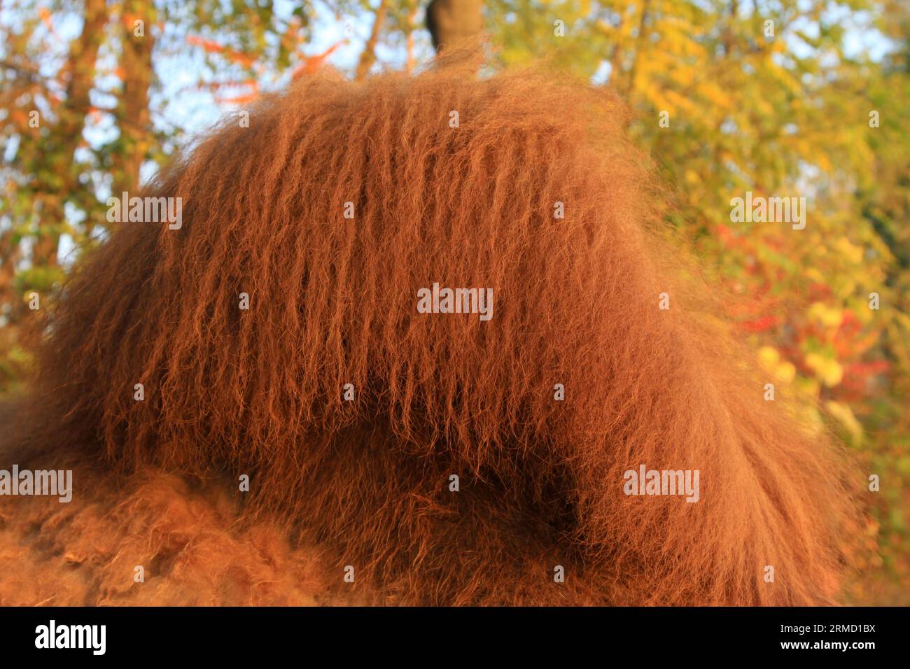 closeup of Camel's hump, closeup of photo Stock Photo