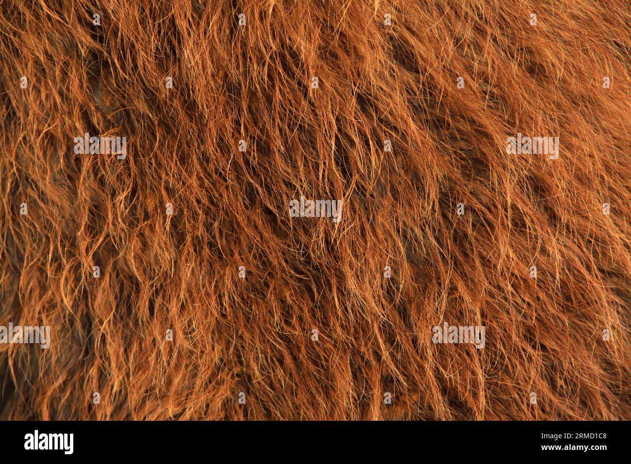 closeup of Camel's hump, closeup of photo Stock Photo