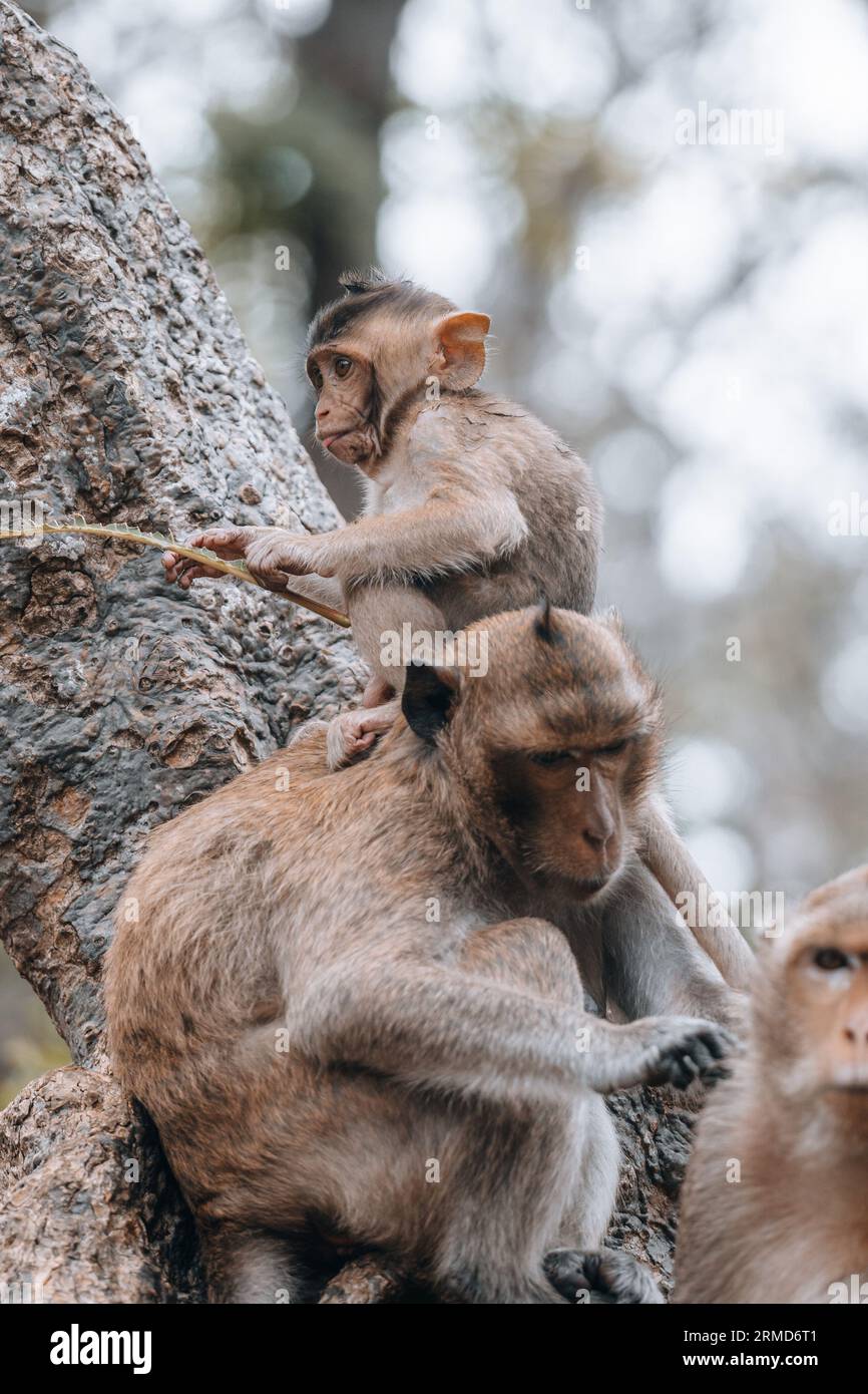 Monkey attack thailand hi-res stock photography and images - Alamy