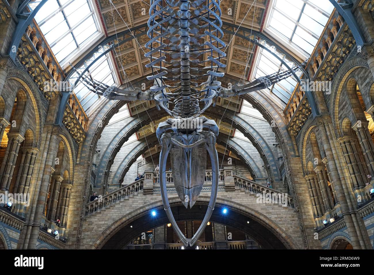 Blue whale skeleton named 'HOPE' in The Natural History Museum, the UK's centre of excellence collections in taxonomy and specimens biodiversity- UK Stock Photo