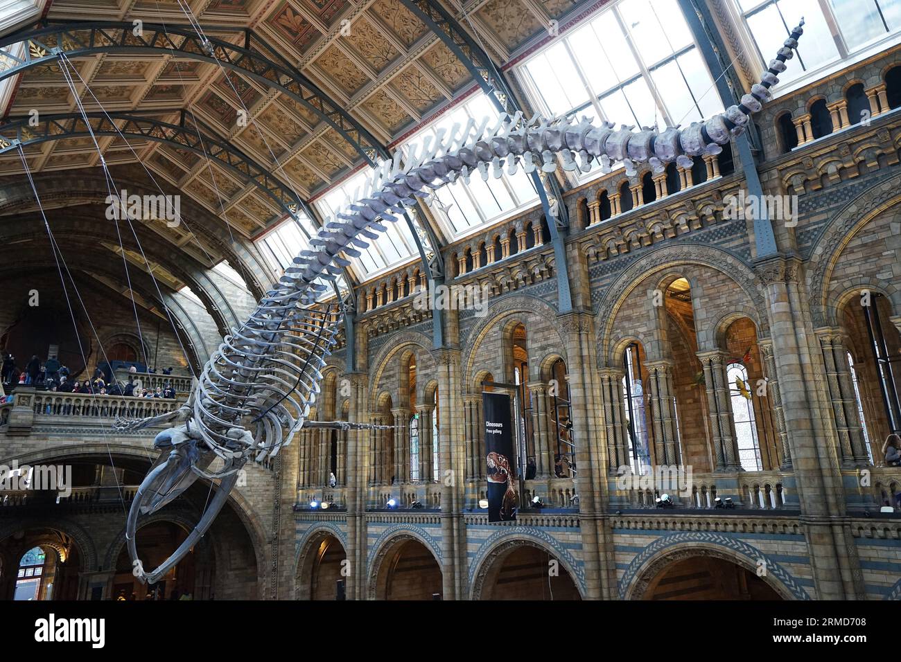 Blue whale skeleton named 'HOPE' in The Natural History Museum, the UK's centre of excellence collections in taxonomy and specimens biodiversity- UK Stock Photo