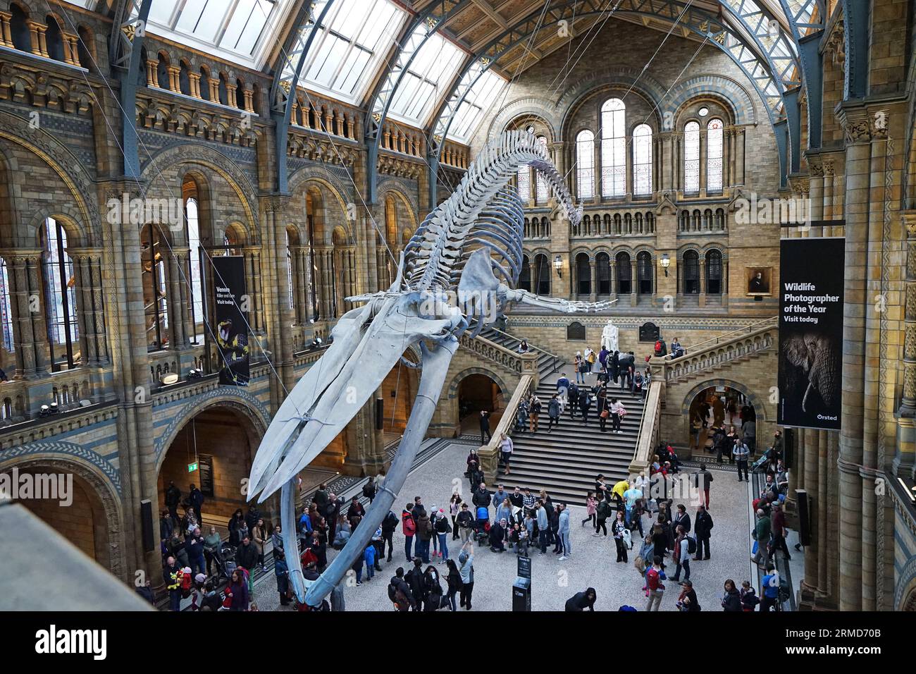 Blue whale skeleton named 'HOPE' in The Natural History Museum, the UK's centre of excellence collections in taxonomy and specimens biodiversity- UK Stock Photo