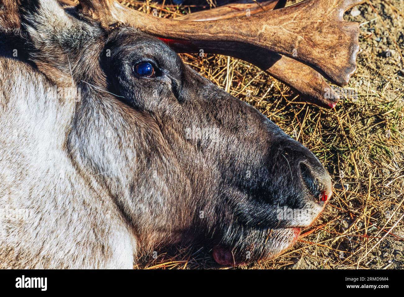 Dead reindeer on the ground with antlers Stock Photo - Alamy