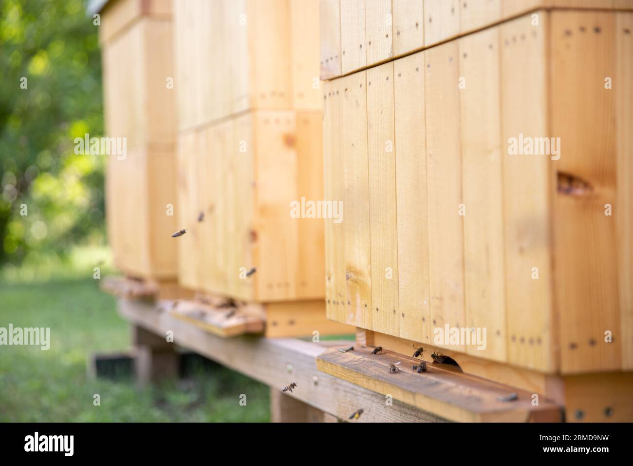 Bee hives in front hi-res stock photography and images - Alamy