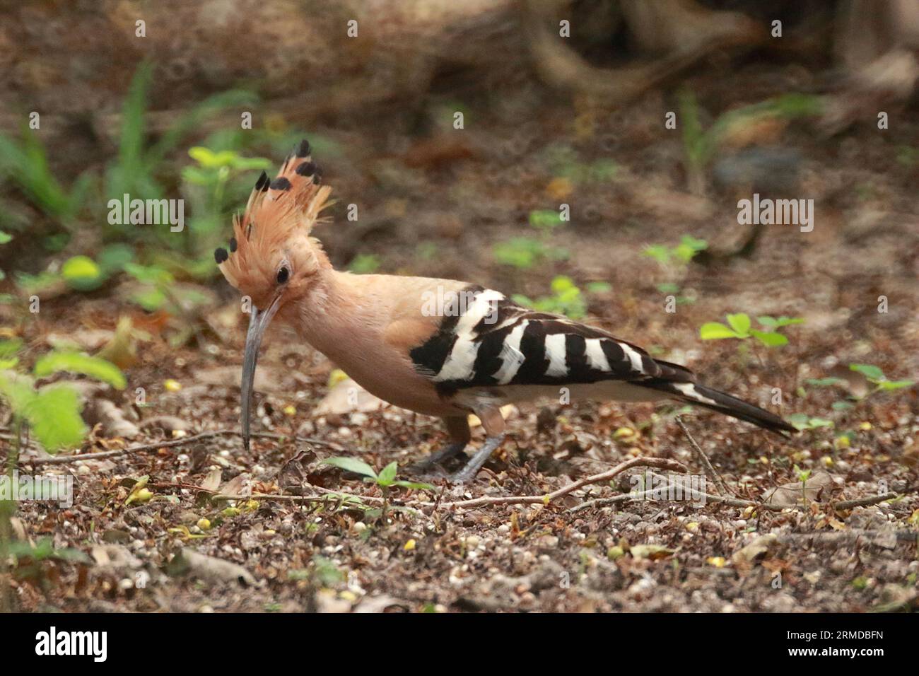 Hoopoe bird hires stock photography and images Alamy