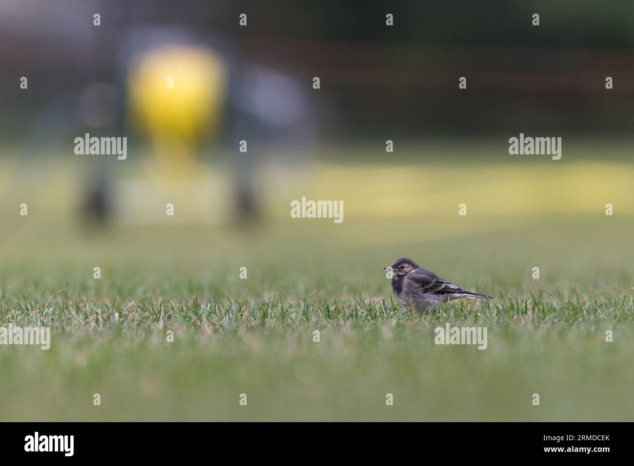 Pied Wagtail [ Motacilla alba ] juvenile bird on lawn waiting to be fed Stock Photo