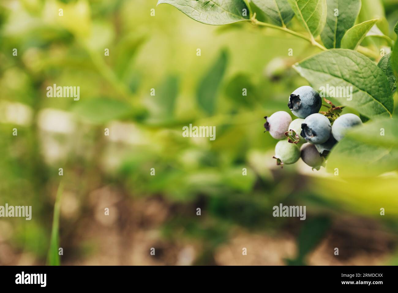 Blueberry Stage Ripe Presenting various stages hi-res stock photography and images - Alamy