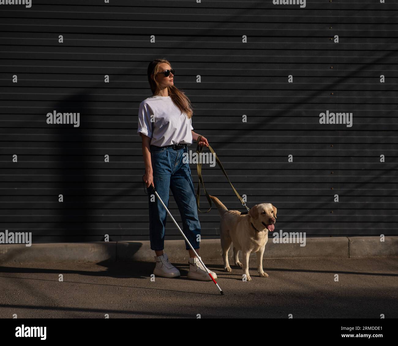 Blind woman walking guide dog outdoors Stock Photo - Alamy