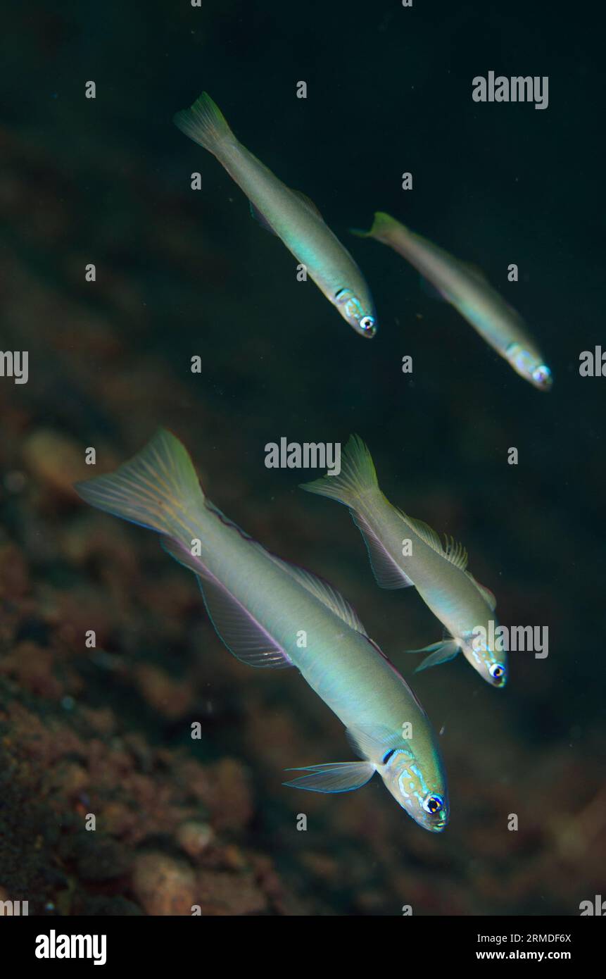 School of Pearly Dartfish, Ptereleotris microlepis, Segara dive site, Seraya, Karangasem, Bali, Indonesia Stock Photo