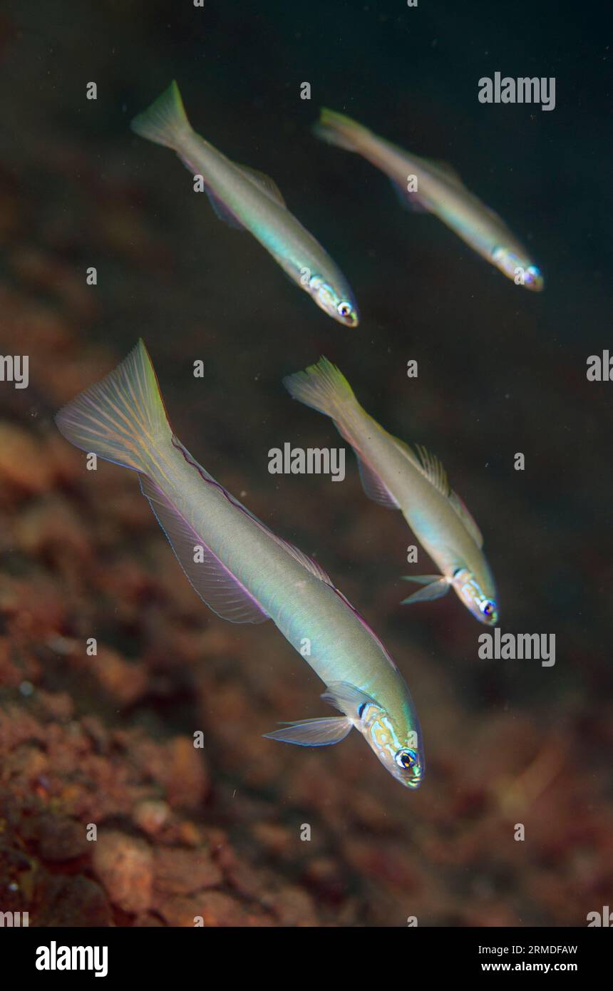 School of Pearly Dartfish, Ptereleotris microlepis, Segara dive site, Seraya, Karangasem, Bali, Indonesia Stock Photo