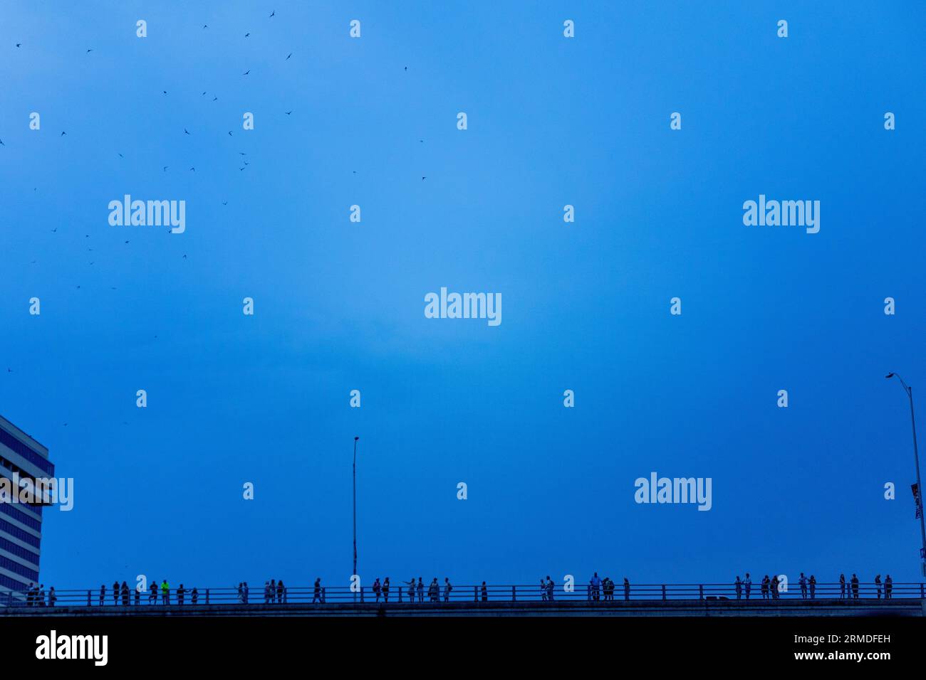 Mexican free tailed bats flying over the Austin sky at dusk in the