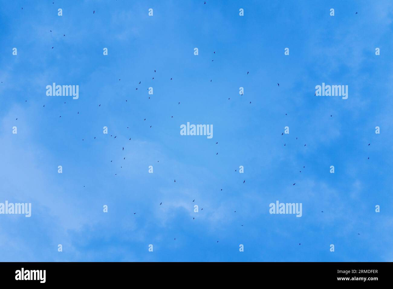 Mexican free tailed bats flying over the Austin sky at dusk in the