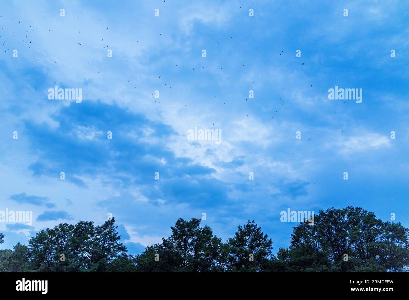 Mexican free tailed bats flying over the Austin sky at dusk in the