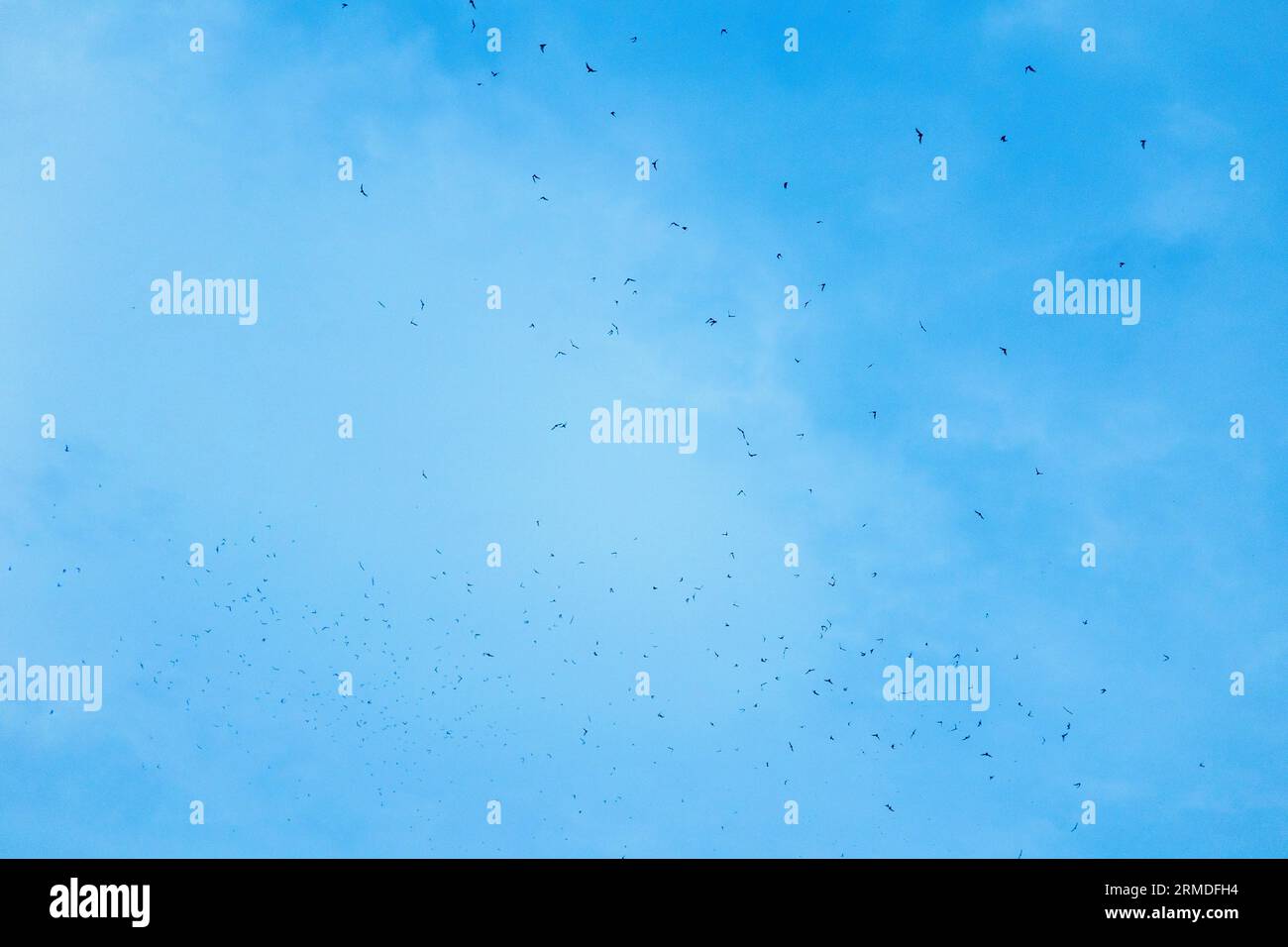 Mexican free tailed bats flying over the Austin sky at dusk in the