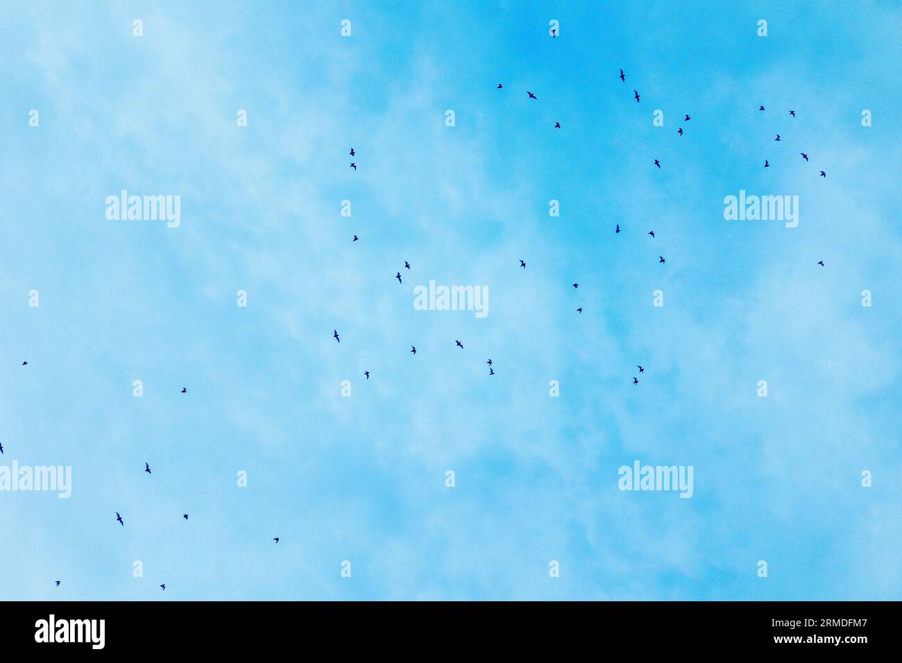 Mexican free tailed bats flying over the Austin sky at dusk in the