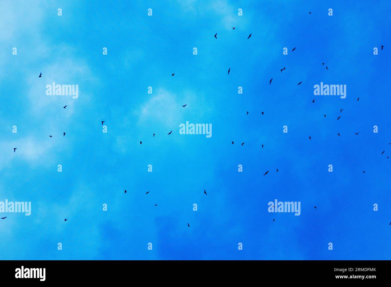 Mexican free tailed bats flying over the Austin sky at dusk in the