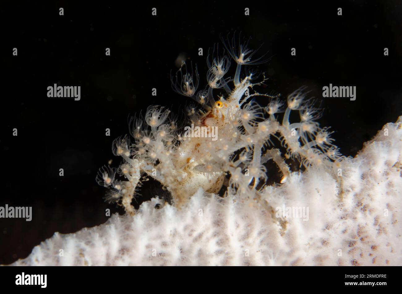 Spider Crab, Achaeus spinosus, carrying small Anemones for protection and camouflage on Sponge, Porifera Phylum, night dive, Scuba Seraya House Reef d Stock Photo
