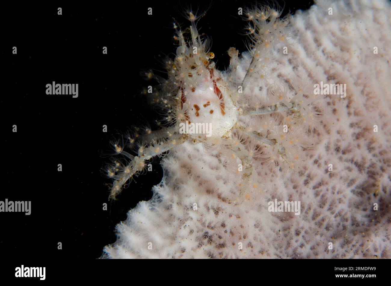 Spider Crab, Achaeus spinosus, carrying small Anemones for protection and camouflage on Sponge, Porifera Phylum, night dive, Scuba Seraya House Reef d Stock Photo