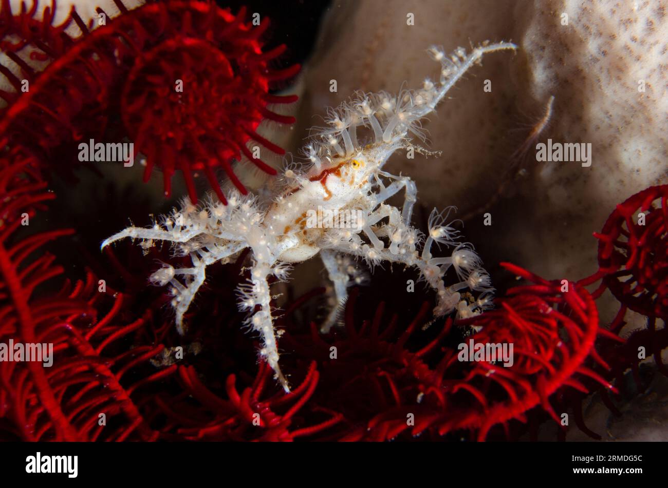 Spider Crab, Achaeus spinosus, carrying small Anemones for protection and camouflage in Crinoid, Comatulida Order, night dive, Scuba Seraya House Reef Stock Photo