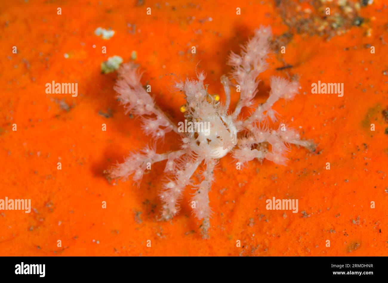 Spider Crab, Achaeus spinosus, carrying small Anemones for protection and camouflage on Sponge, Porifera Phylum, Pong Pong dive site, Seraya, Karangas Stock Photo