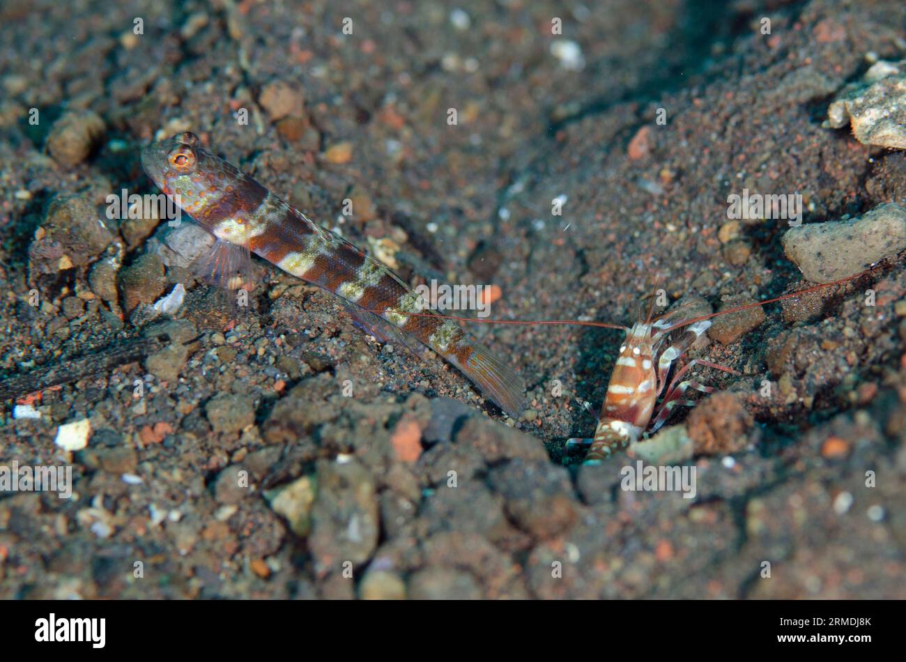 Blotchy Shrimpgoby, Amblyeleotris periophthalma, with Tiger Snapping Shrimp, Alpheus bellulus, cleaning hole in sand, Pong Pong dive site, Seraya, Kar Stock Photo