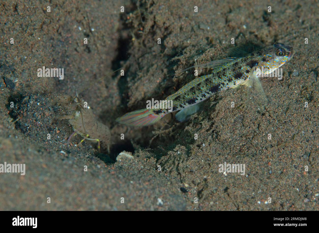Yellowfoot Shrimpgoby, Valenciennea phaeosticta, with Snapping Shrimp, Alpheus sp, by hole in sand, Pong Pong dive site, Seraya, Karangasem, Bali, Ind Stock Photo