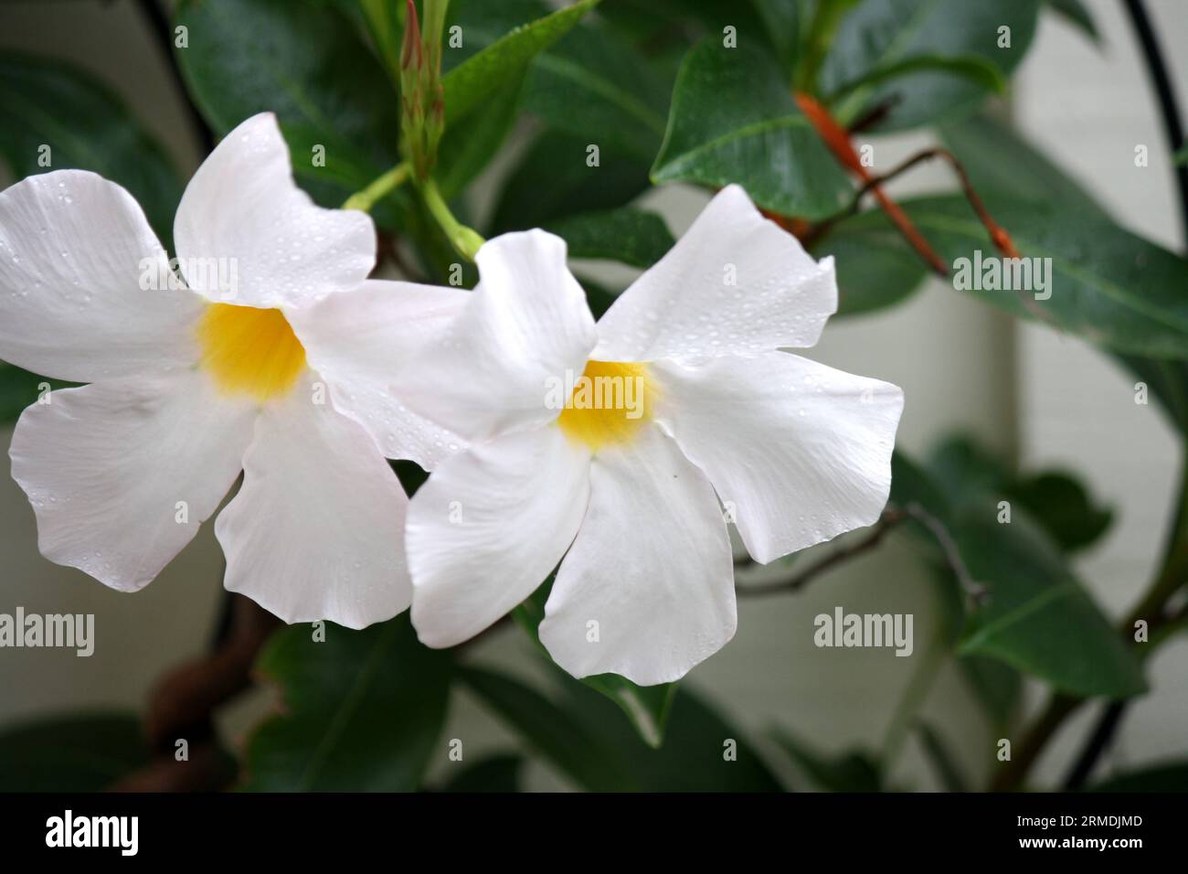 White mandevilla (Mandevilla boliviensis) in bloom : (pix Sanjiv Shukla) Stock Photo