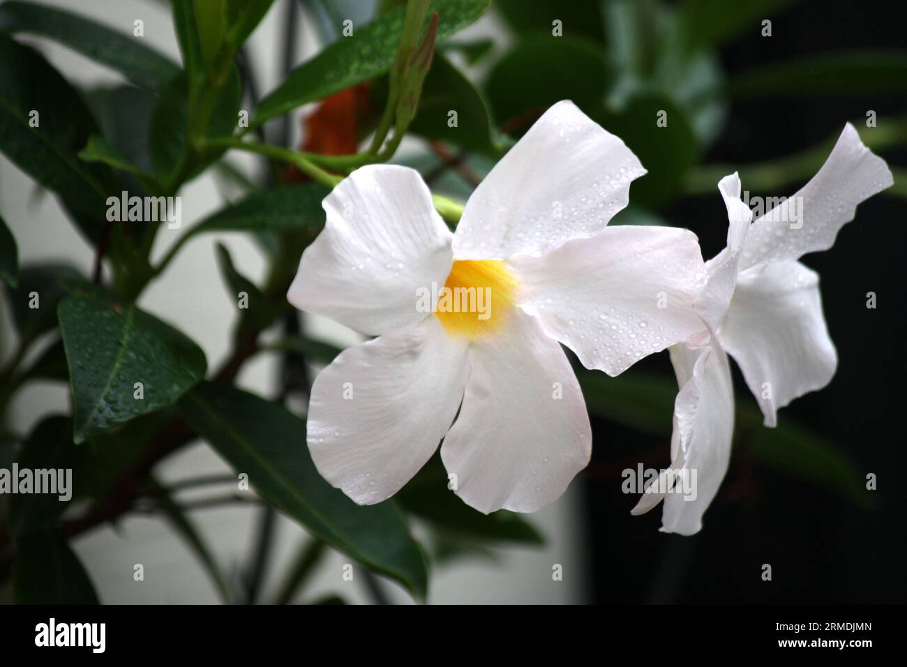 White mandevilla (Mandevilla boliviensis) in bloom : (pix Sanjiv Shukla) Stock Photo