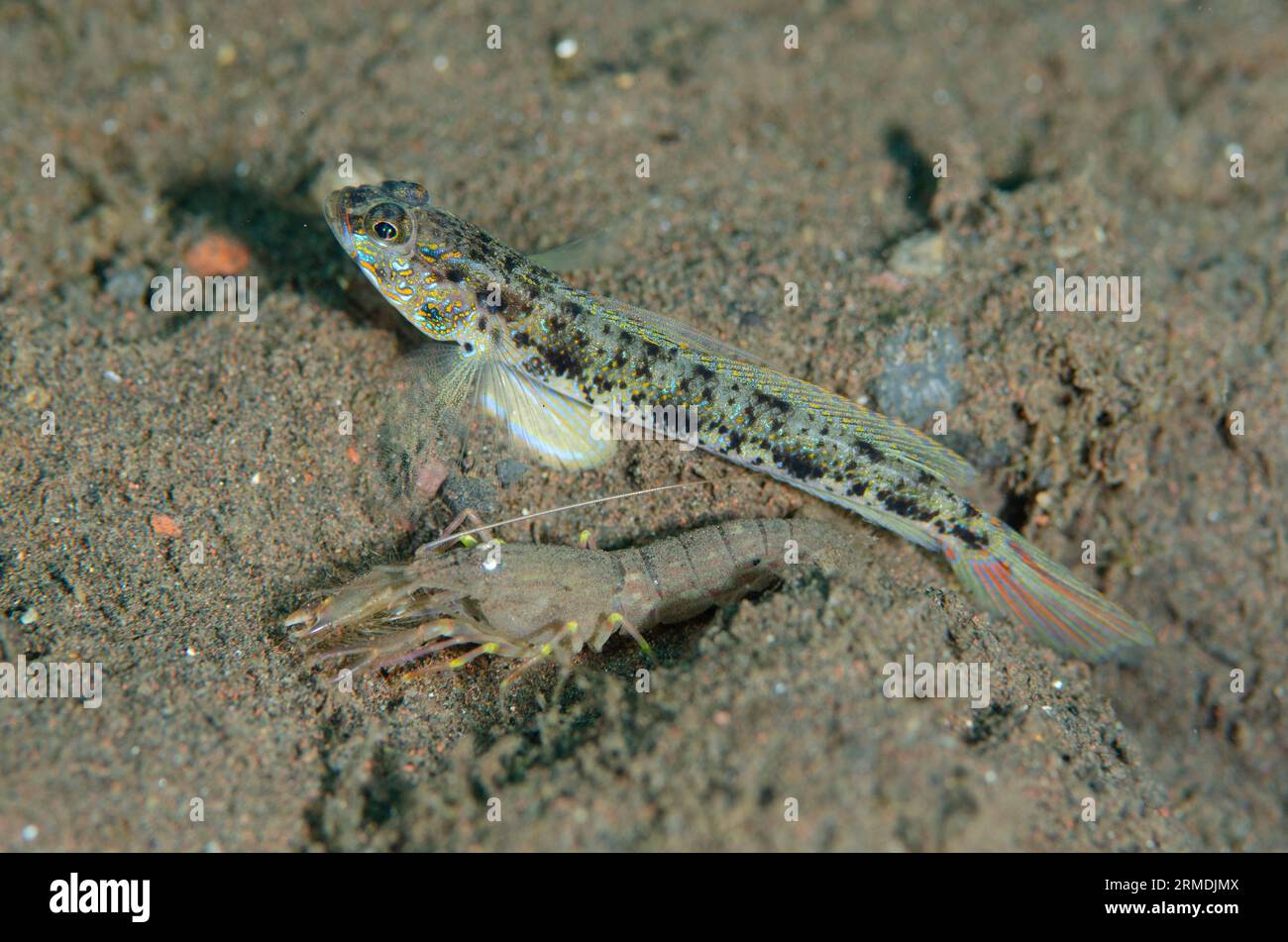 Yellowfoot Shrimpgoby, Valenciennea phaeosticta, with Snapping Shrimp, Alpheus sp, by hole in sand, Pong Pong dive site, Seraya, Karangasem, Bali, Ind Stock Photo