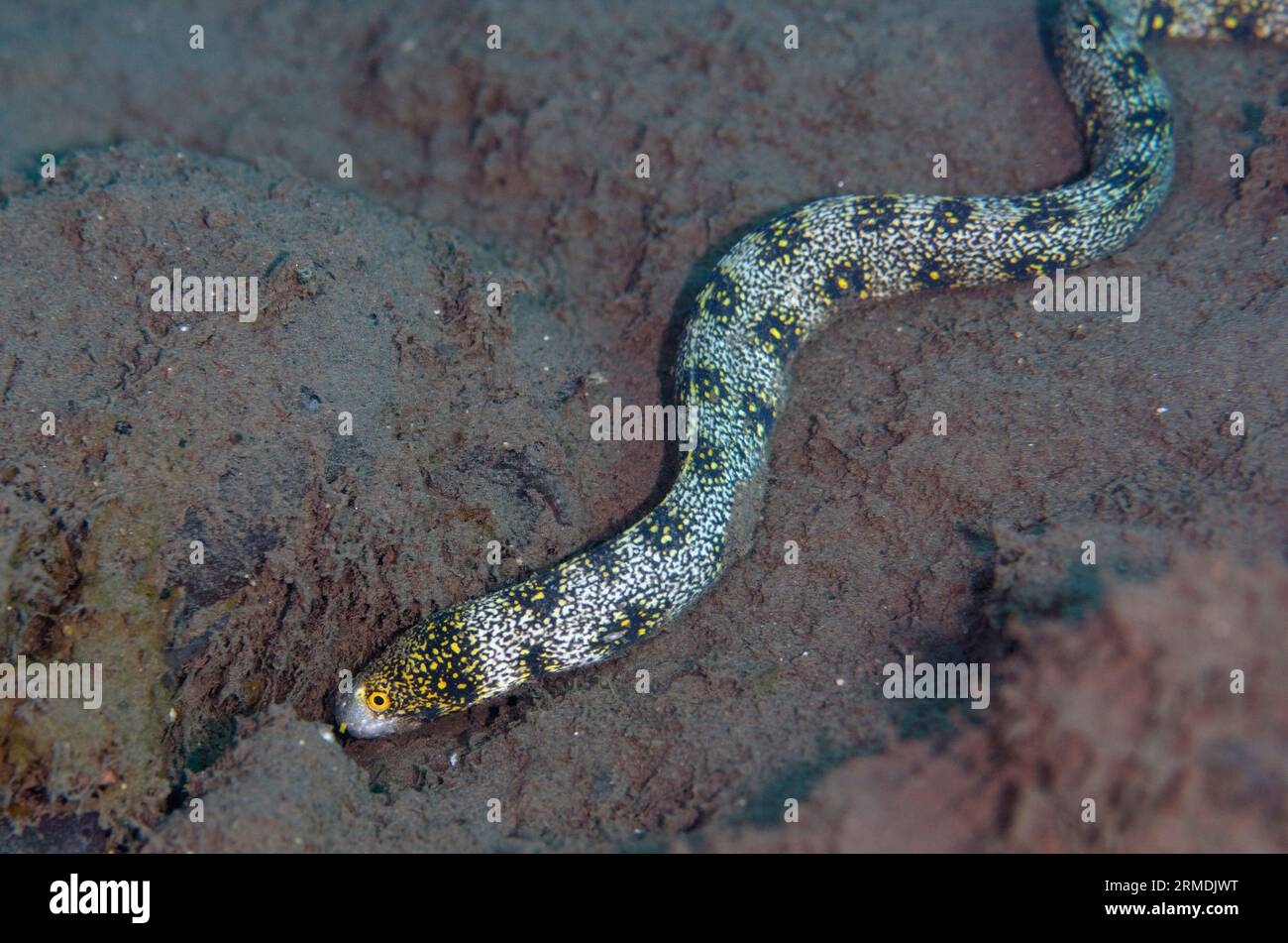 Snowflake Moray Eel, Echidna nebulosa, free-swimming, Batu Niti dive site, Seraya, Karangasem, Bali, Indonesia Stock Photo