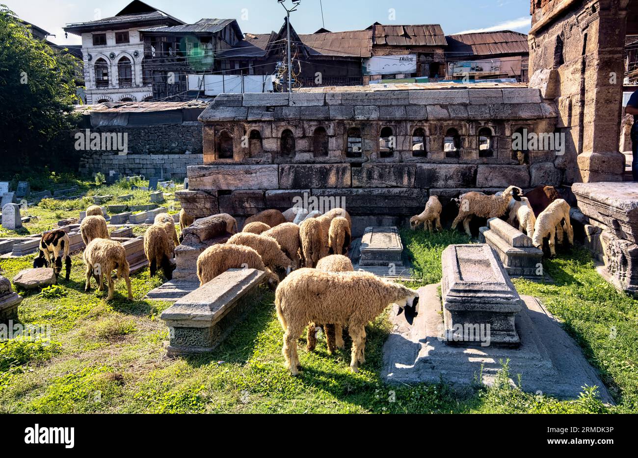 Sheep at the Tomb of Zain-ul-Abidin's Mother (Badshah Tomb), Srinagar, Kashmir, India Stock Photo