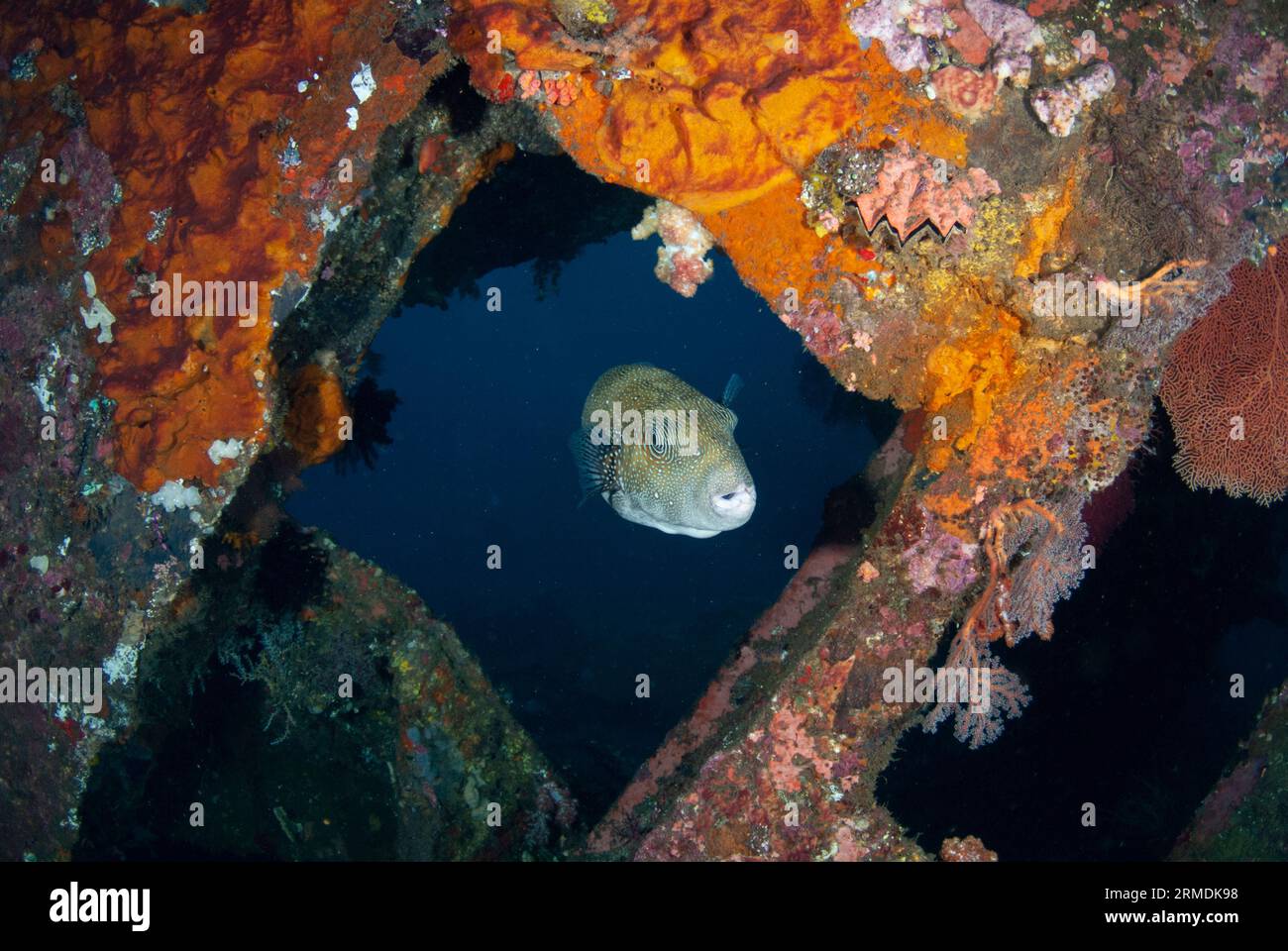 Blue-spotted Puffer, Arothron caeruleopunctatus, Liberty wreck dive site, Tulamben, Karangasem, Bali, Indonesia Stock Photo
