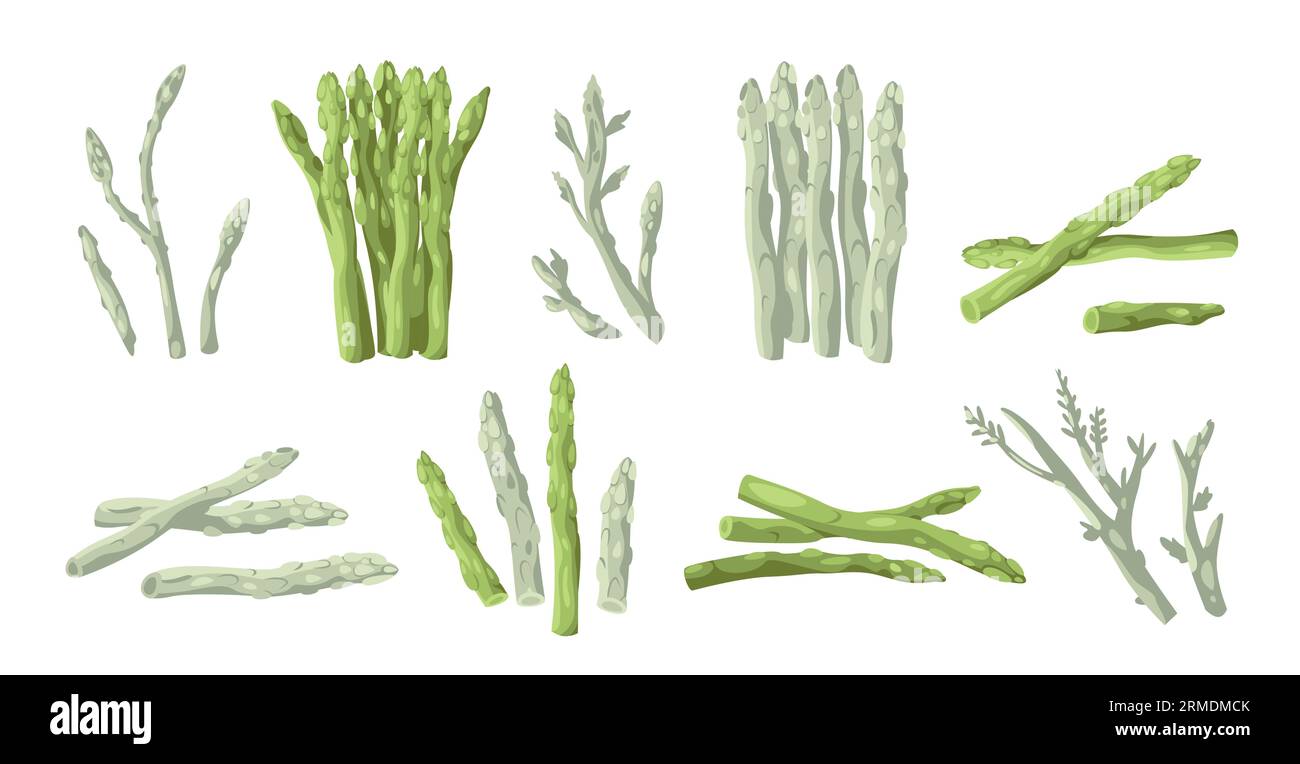 Asparagus collection. Organic whole stalk cultivated and uncooked food